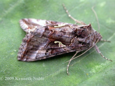 sivler Y (Autographa gamma) Kenneth Noble